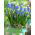 Muscari Mount Hood - Grape Hyacinth Mount Hood - 5 bulbs