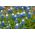 Muscari Mount Hood - Grape Hyacinth Mount Hood - 5 bulbs