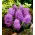 Muscari - Plumosum - pacchetto di 5 pezzi
