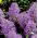 Muscari - Plumosum - pacchetto di 5 pezzi