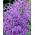Muscari - Plumosum - pacchetto di 5 pezzi