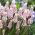 Perlehyacint - Pink Sunrise - Muscari