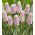Perlehyacint - Pink Sunrise - Muscari