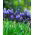Gyöngyike latifolium - csomag 10 darab - Muscari latifolium