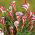 Oxalis Versicolor – Zweifarbiger Sauerklee - 2 Zwiebeln