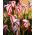 Oxalis Versicolor – Zweifarbiger Sauerklee - 2 Zwiebeln