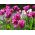 郁金香玫瑰 - 郁金香玫瑰 -  5个洋葱 - Tulipa Rose