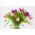 Tulipa Pink Impression - Tulip Pink Impression - 5 bulbs