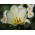 Tulip Putih Murni - Tulip Putih Murni - 5 lampu - Tulipa White Purissima