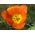 Tulipa Orange - Tulip Orange - 5 bulbs