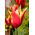 Tulipa Aladdin - Tulip Aladdin - 5 bulbs