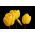 Tulip Yellow - paquete grande! - 50 pcs - 