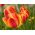 Tulipa Apeldoorn's Elite - Tulip Apeldoorn's Elite - 5 bulbs