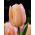 Tulipa Meruňka Krása - Tulipán Meruňka Krása - 5 květinové cibule - Tulipa Apricot Beauty