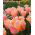 Tulipa Meruňka Krása - Tulipán Meruňka Krása - 5 květinové cibule - Tulipa Apricot Beauty