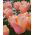 Tulipa Meruňka Krása - Tulipán Meruňka Krása - 5 květinové cibule - Tulipa Apricot Beauty