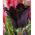 Tulipano Black Parrot - pacchetto di 5 pezzi - Tulipa Black Parrot