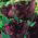 Tulipano Black Parrot - pacchetto di 5 pezzi - Tulipa Black Parrot