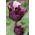 Tulipano Black Parrot - pacchetto di 5 pezzi - Tulipa Black Parrot