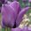 Tulipa Blue Aimable - paquete de 5 piezas