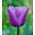 Tulipa Blue Heron - Tulip Blue Heron - 5 bulbs