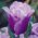 Tulipa Blue Heron - Tulip Blue Heron - 5 bulbs