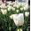 Tulipa City Of Vancouver - Tulipán Město Vancouver - 5 květinové cibule