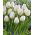 Tulipa City Of Vancouver - Tulipán Město Vancouver - 5 květinové cibule