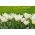 Tulp Concerto - pakend 5 tk - Tulipa Concerto