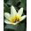 Tulp Concerto - pakend 5 tk - Tulipa Concerto
