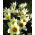 Tulp Concerto - pakend 5 tk - Tulipa Concerto