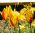 Tulipa Cynthia - Tulip Cynthia - 5 bulbs