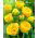 Tulipa Beauty din Apeldorn - Tulip Beauty de Apeldorn - 5 bulbi - Tulipa Beauty of Apeldorn