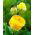 Tulipa Beauty din Apeldorn - Tulip Beauty de Apeldorn - 5 bulbi - Tulipa Beauty of Apeldorn