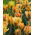 Tulipa Golden Artist - Tulip Golden Artist - 5 bulbs