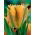 Tulipa Golden Artist - Tulip Golden Artist - 5 bulbs