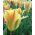 Tulipa Golden Artist - Tulip Golden Artist - 5 bulbs