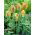 Tulipa Golden Artist - Tulip Golden Artist - 5 bulbs