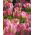 Tulipa Groenland - Tulip Groenland - 5 bulbs