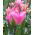 Tulipa Groenland - Tulip Groenland - 5 bulbs