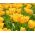Tulipa Hamilton - Tulip Hamilton - 5 bulbs
