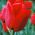 Tulipa Ile de France - Tulip Ile de France - 5 bulbs