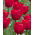 Tulipa Ile de France - Tulip Ile de France - 5 bulbs