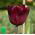 Tulipa Jan Reus - Tulip Jan Reus - 5 bulbi