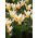 Tulipa Johann Strauss - Tulipan Johann Strauss - 5 lukovica