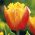Tulipan Lambada - pakke med 5 stk - Tulipa Lambada