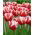 Tulipa Leen van der Mark - Tulip Leen van der Mark - 5 bulbs