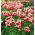 Tulipa Leen van der Mark - Tulip Leen van der Mark - 5 bulbs