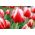 Tulipa Leen van der Mark - Tulip Leen van der Mark - 5 bulbs