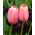 Tulpansläktet Menton - paket med 5 stycken - Tulipa Menton